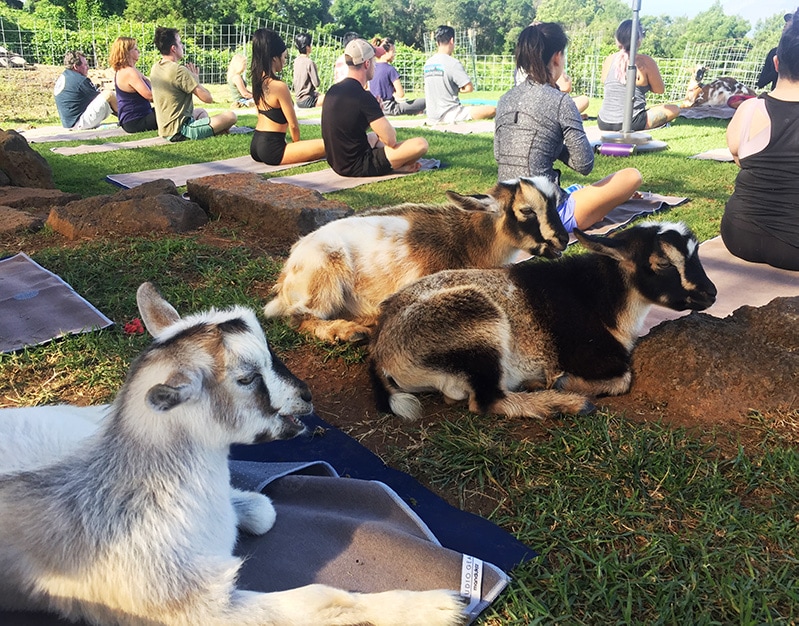 Goat Yoga Maui Kula